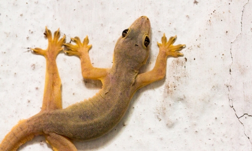 lizard control services near you in Jayashankar Bhupalpally